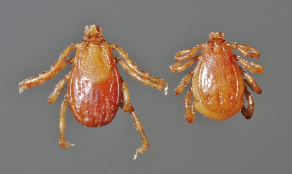 Rhipicephalus sanguineus, maschio e femmina - Foto Daktaridudu - Wikimedia Commons, CC BY-SA 4.0
