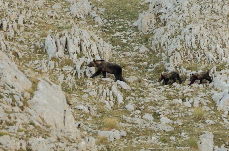 orso marsicano