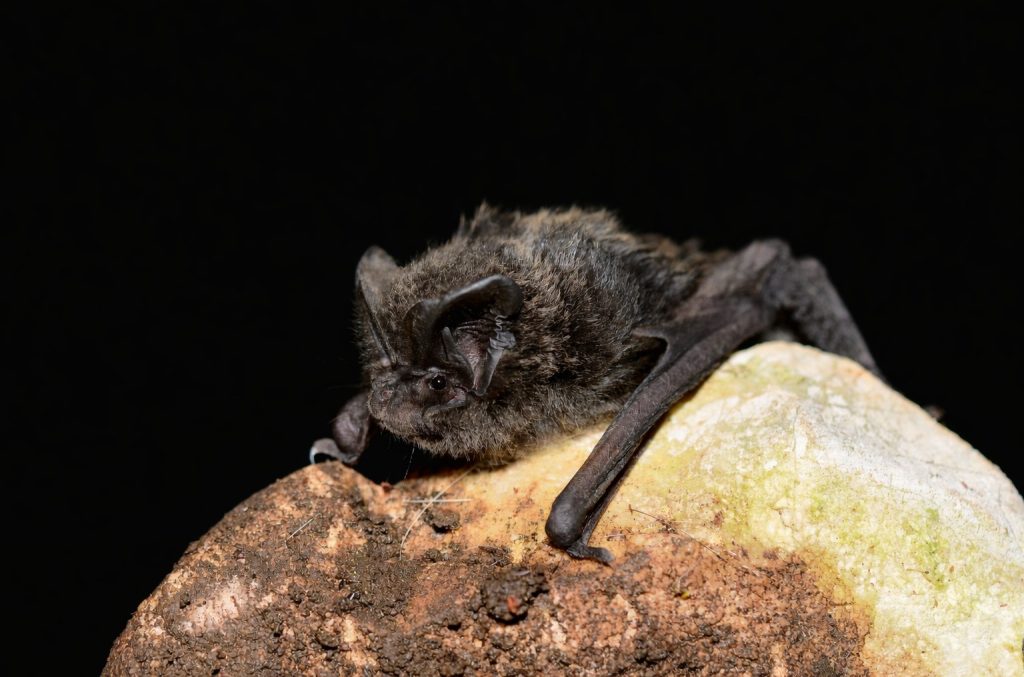 pipistrelli