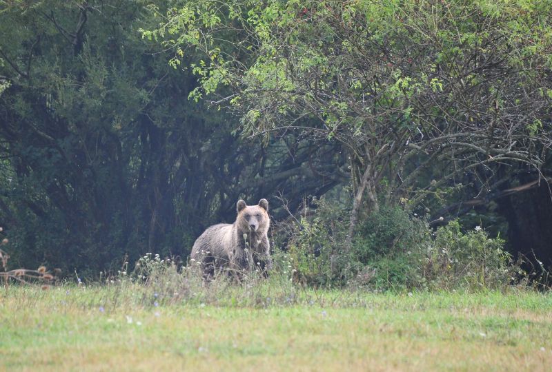 Orso marsicano - Foto A. Iannarelli/PNALM