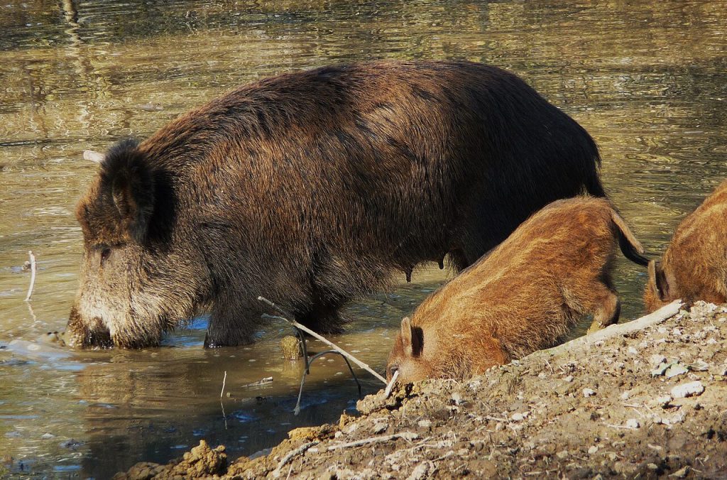 cinghiale