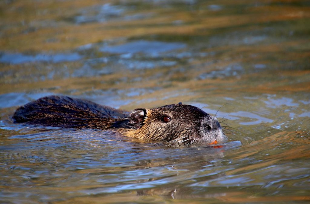 nutrie