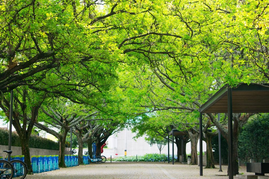 Verde urbano. Foto Pixabay