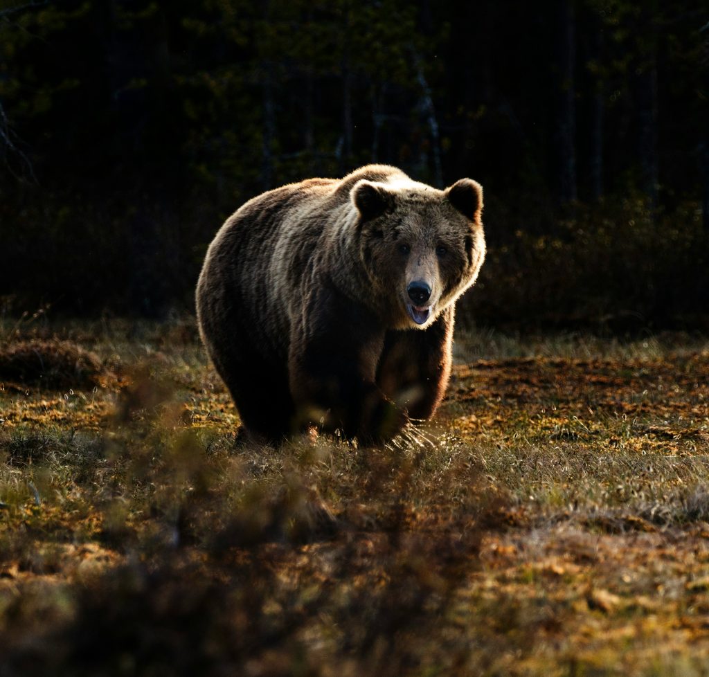 Foto di Zdeněk Macháček su Unsplash